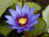 unknow artist Realistic Violet Water Lily Sweden oil painting art